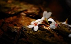 塵緣飛花，人去樓空，夢(mèng)里花落為誰(shuí)痛