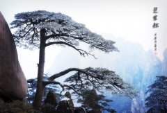 關(guān)于青松的優(yōu)美句子