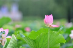 關(guān)于荷花的優(yōu)美句子