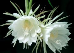 關(guān)于曇花的優(yōu)美句子