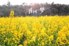 關于南柯一夢的愛情句子