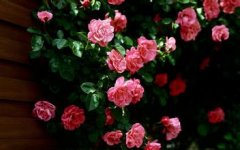 關(guān)于薔薇的優(yōu)美句子