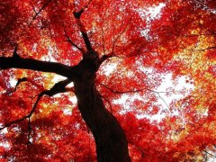 關于木棉花的優(yōu)美句子