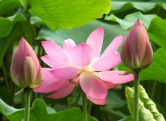 荷花的優(yōu)美句子