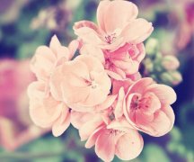 花的優(yōu)美句子