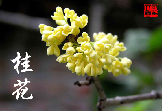 描寫(xiě)桂花的詩(shī)詞和句子