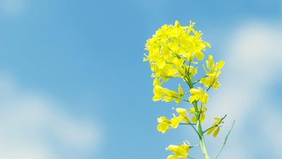 短信禮貌問候語