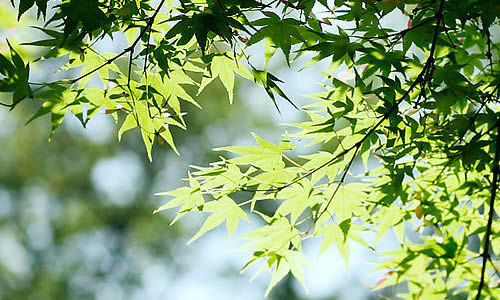 借景抒情關(guān)于開(kāi)心的句子