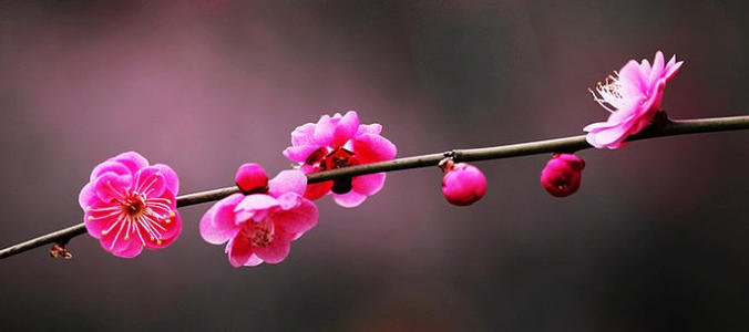 關(guān)于梅花的詩句