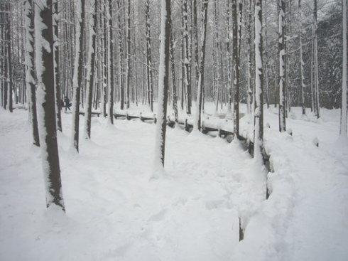 描寫(xiě)雪的詩(shī)句