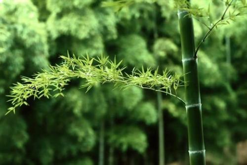 贊美竹的詩(shī)句 最出名的詩(shī)句