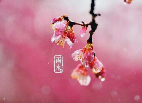 雨水節(jié)氣短信祝福語(yǔ)