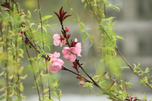 關(guān)于三月的句子短句