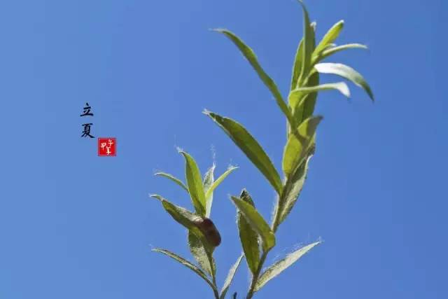 關于二十四節(jié)氣立夏的詩句