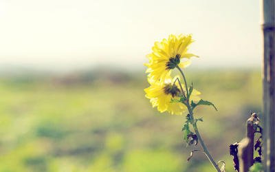 感恩爸爸的句子英語