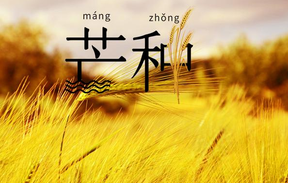 節(jié)氣芒種諺語